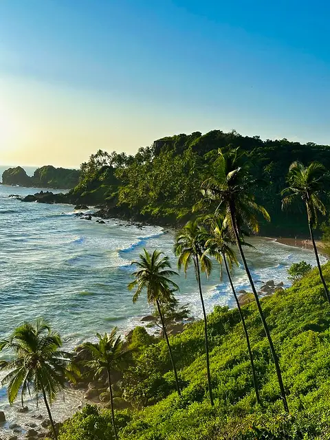 Tall palms leaning over a rocky cove at golden hour, surf breaking below