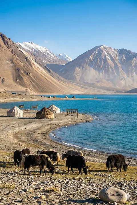 Yaks grazing the shore of Pangong Lake, bare mountains rising beyond the water